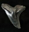 Huge Hemipristis Shark Tooth - South Carolina #17206-1